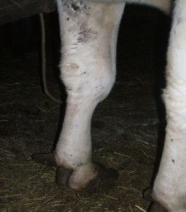 .pl Zwyrodniały, nabrzmiały staw przez złe pozycjonowanie nogi. W przypadku chorej krowy noga ze zwyrodnieniem jest lekko ugięta w stawie nadgarstkowym, który jest nabrzmiały.