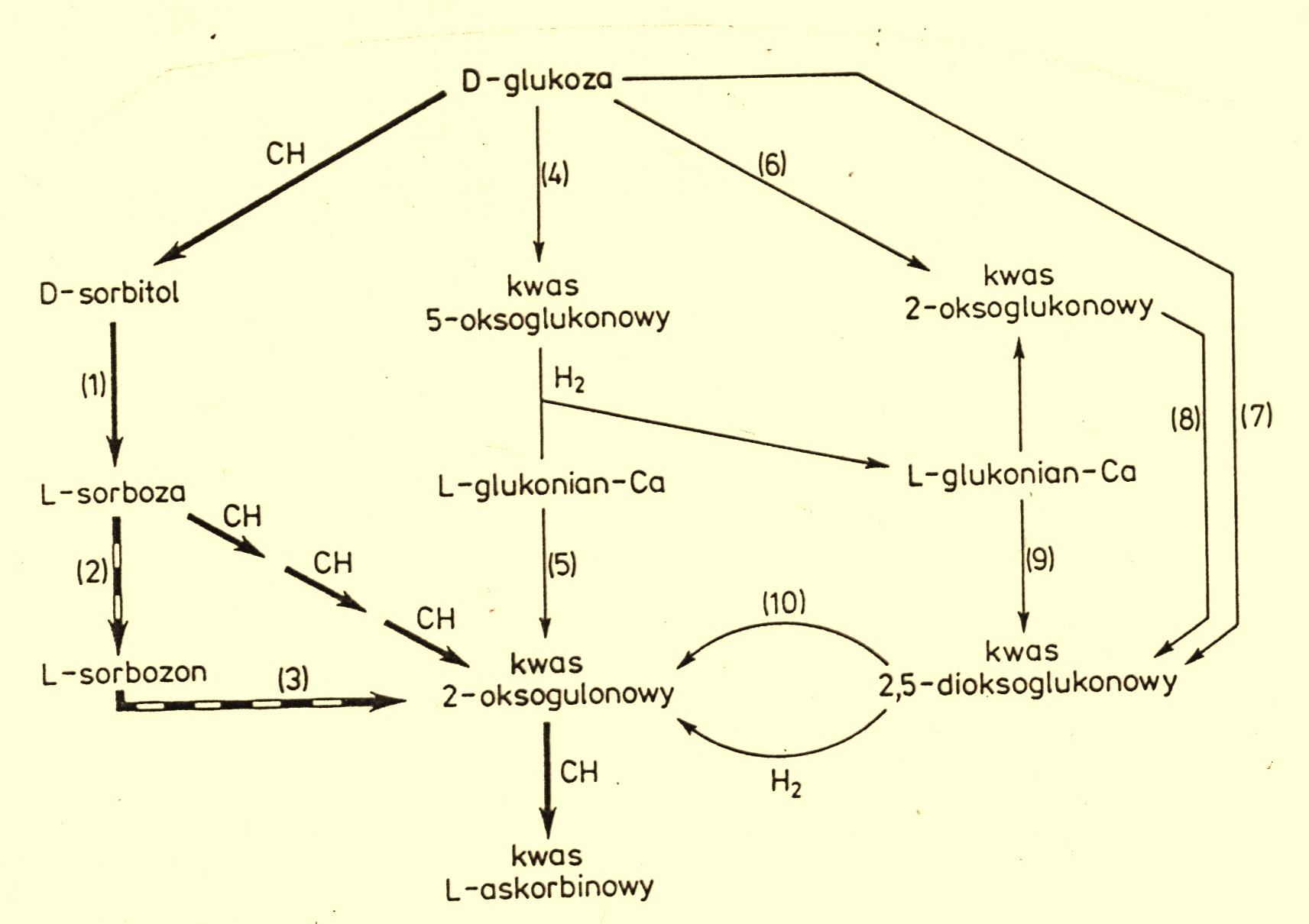 1-G.oxydans subsp. suboxydans 2 i 8-G.oxydans subsp. melanogenes 3 - Pseudomonas putida, 4 -G.