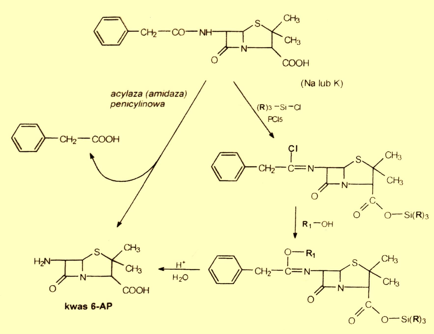 E. Coli Enzymatyczna i chemiczna hydroliza penicyliny G do