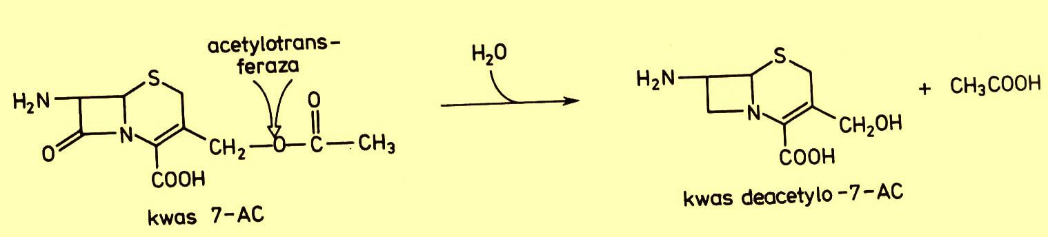 Biotransformacje cefalosporyn Bacillus