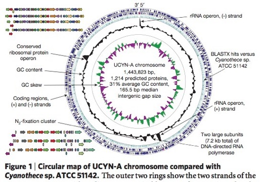 Odkrycia dzięki sekwencjonowaniu Tajemnicza UCYN-A Sinica (cyjanobakteria) Niewielki genom (1,4mln par zasad, 1200 genów) Brak zdolności