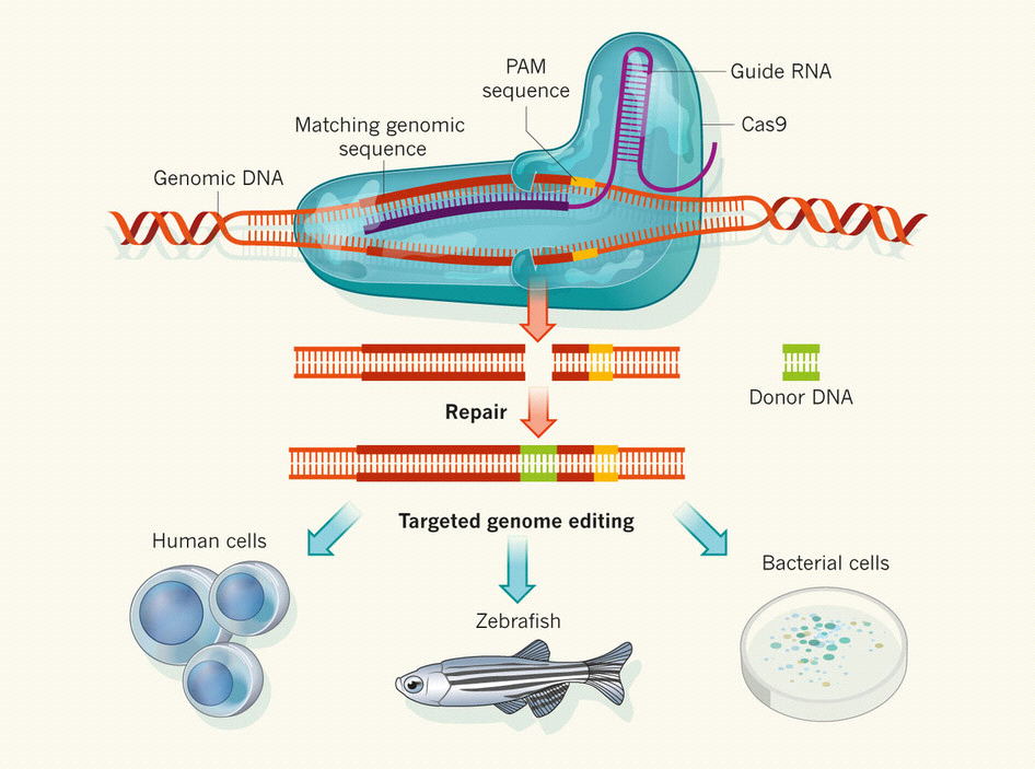 Redagowanie genomu - system CRISPR/Cas9 System obronny bakterii przed fagami, zaadaptowany do edycji dowolnej sekwencji w