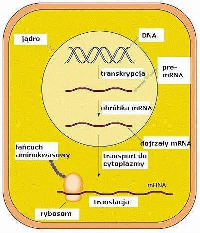 Od DNA do białka Wydaje się dość proste liczne znaczniki (start, stop)