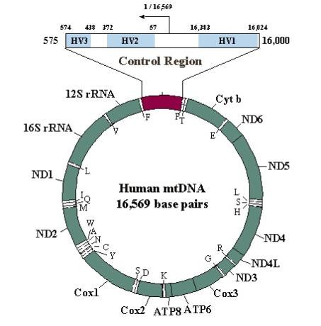 Mapa Genomu lokalizacja odpowiednich genów na chromosomach