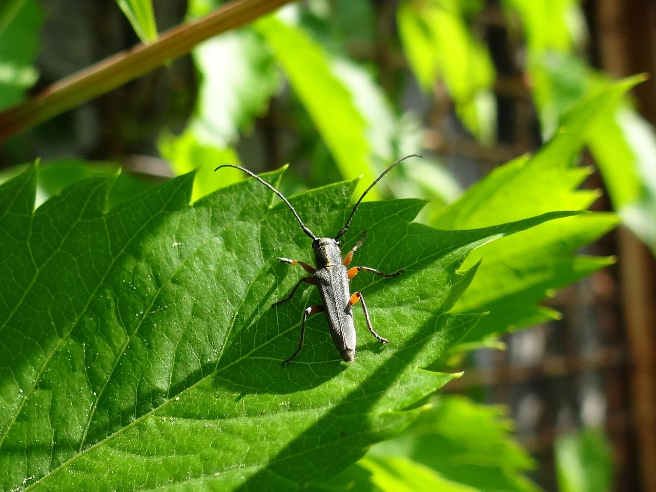 Fot. 19. Siedlisko chrząszcza Omophron limbatum w dolinie rzeki Mlecznej (M.M.) Fot.