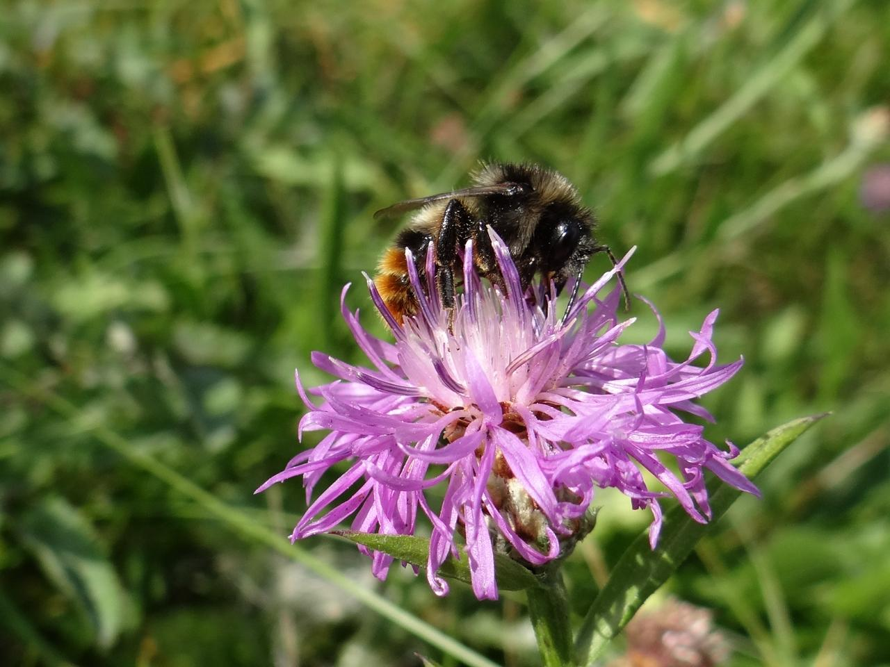 Fot. 27. Trzmiel rudonogi Bombus ruderarius, gatunek objęty ochroną ścisłą - dolina rzeki Mlecznej (M.M.) Fot.