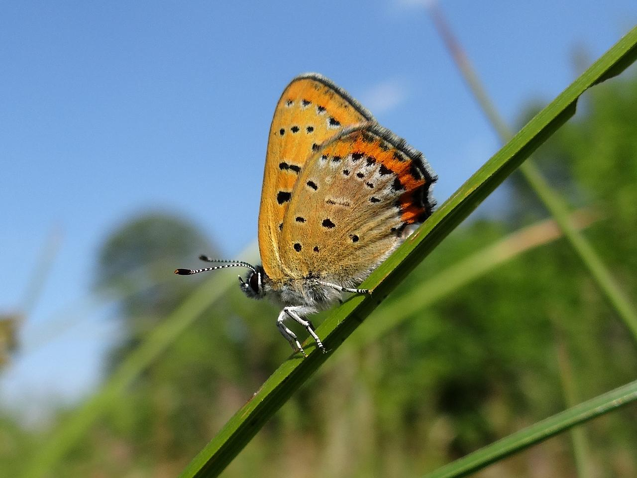 Fot. 1. Czerwończyk fioletek Lycaena helle (kod Natura 4038) - dolina rzeki Mlecznej (M.M.) Fot.