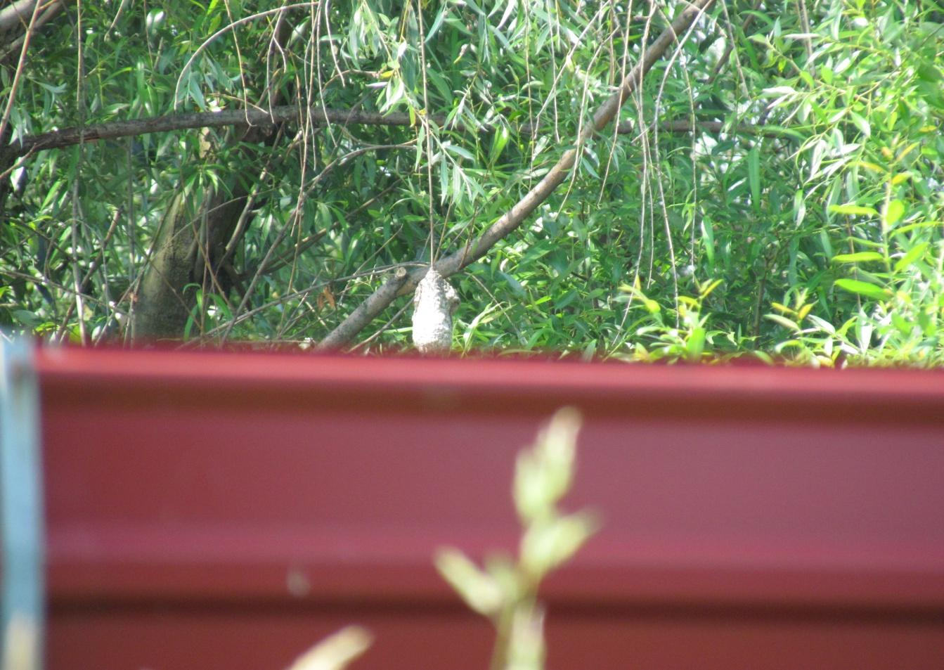 Fot. 98. Pliszka siwa Motacilla alba, gatunek objęty ochroną ścisłą obszar północny (S.Ch.) Fot. 99.