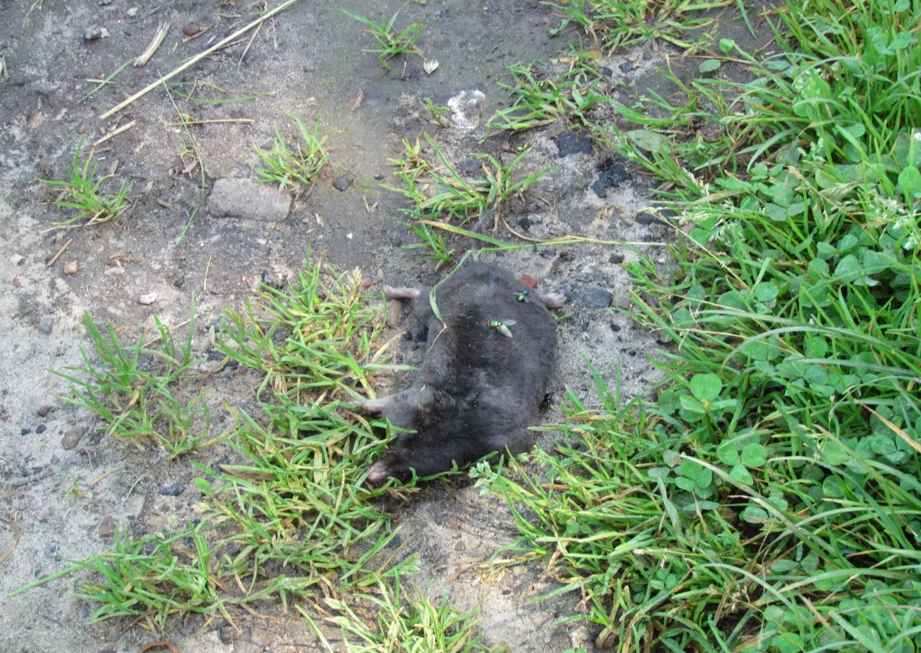 Fot. 112. Wróbel domowy Passer domesticus, gatunek podlegający ochronie ścisłej obszar północny (S.Ch.) Fot.