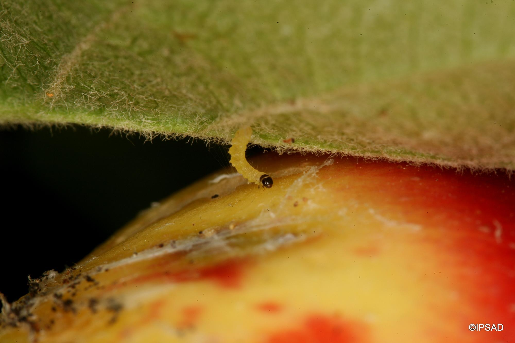 3mm Obecnie w sadach obserwujemy również pojawianie się młodych larw zwójki siatkóweczki (na zdjęciu), obserwowana jest również zwójka