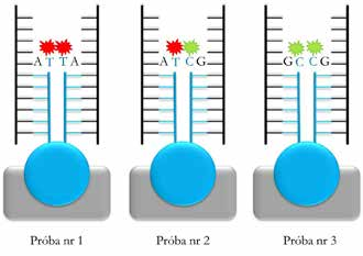 Ryc. 2. Analiza polimorfizmu jednonukleotydowego. Czarne elementy przedstawiają fragmenty DNA przyłączone do sond (kolor niebieski) na mikromacierzy Fig. 2. Single nucleotide polymorphism analysis.