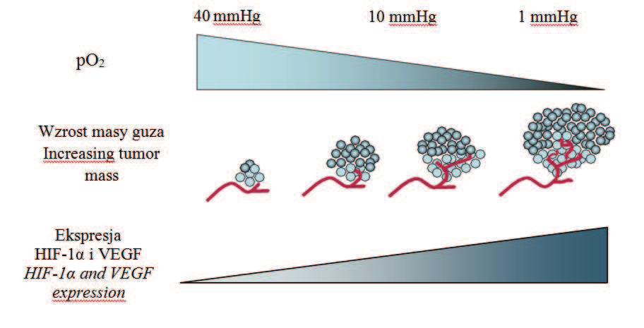 Wstęp 31 Ryc. 5. Współzależności pomiędzy nasileniem niedotlenienia w tkance guza, wzrostem masy nowotworu i ekspresją HIF-1a i VEGF w komórkach nowotworowych.