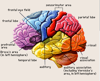 The brain - that's my second most favourite organ!