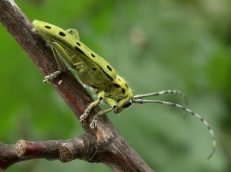 Tomalak, M. & Filipiak, A. 2010. Description of Bursaphelenchus populi sp. n.