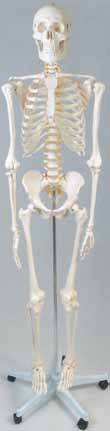 BIOLOGICZNA 999 90 499 90 Szkielet człowieka 170 cm Szkielet mężczyzny o naturalnym rozmiarze, idealny do prezentacji, wyposażenia pracowni biologicznych w szkołach oraz laboratoriach studenckich.