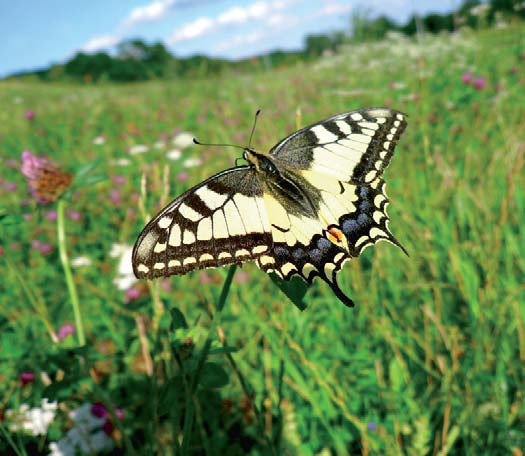 Balance of substances discharged to the environment Bilans substancji odprowadzanych do środowiska Na podkreślenie zasługuje fakt, iż ponad połowa ankietowanych firm w stosunku do roku ubiegłego,