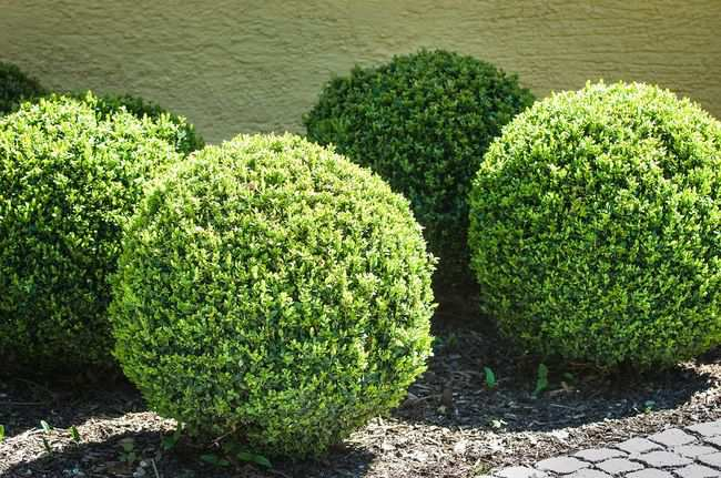 ZDJĘCIE POGLĄDOWE Bukszpan (Buxus spervirens) -fora kula, krzew zagęszczony, forowany