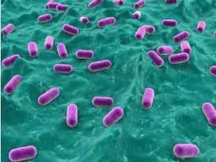 Lactic Acid Bacteria (LAB) Mezofilne i termofilne szczepy LAB syntetyzują zarówno homo jak i heteropolisacharydy.