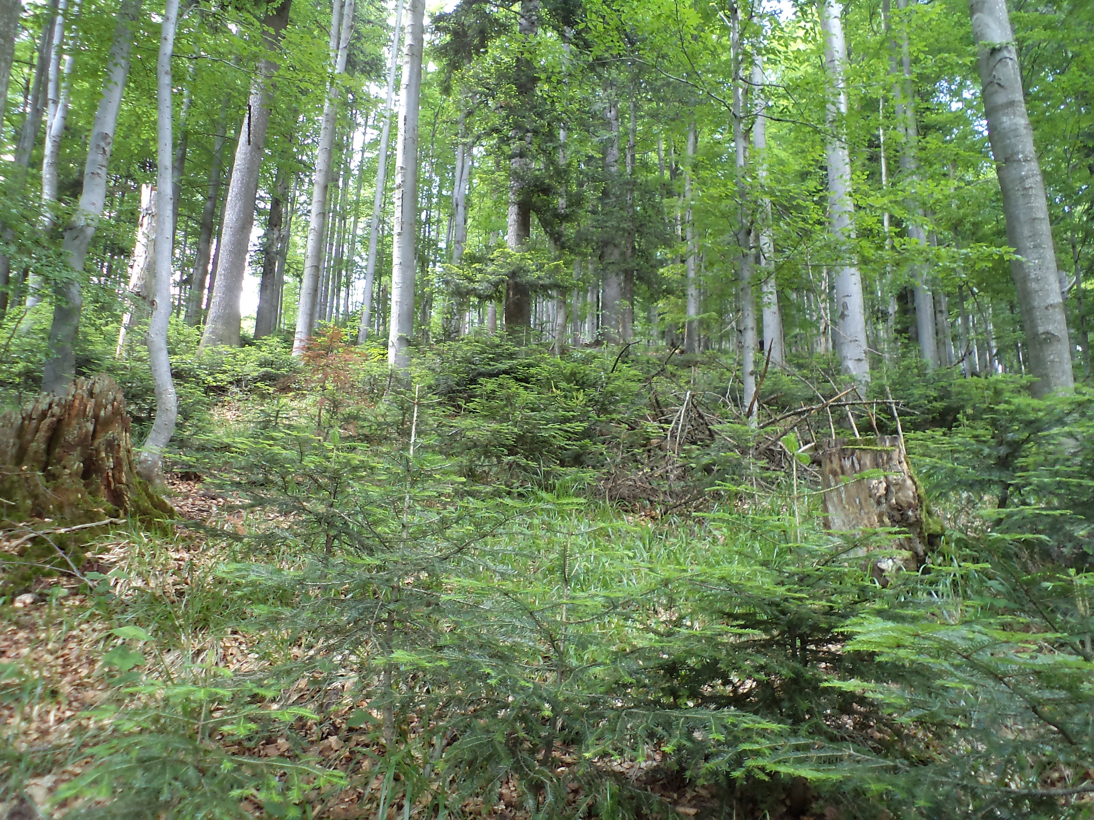 PROJEKT PLANU OCHRONY OBSZARU NATURA