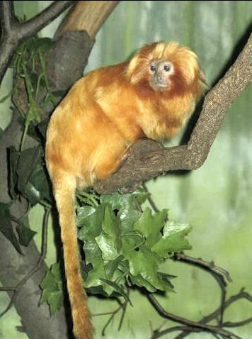 MARMOZETA ZŁOTA Leontopithecus rosalia https://pl.wikipedia.