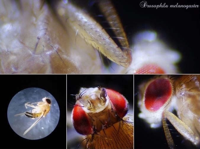 MUSZKA OWOCÓWKA Drosophila melanogaster https://pl.wikipedia.