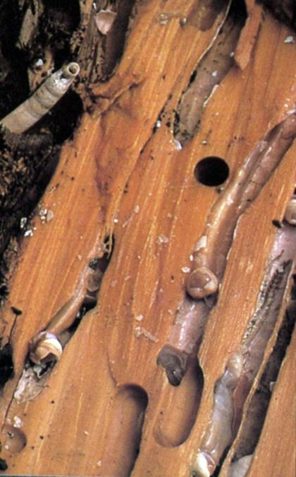 BIVALVIA SYFONY przepływ wody perłowa Neotrigonia skrzela syfon piaskołaz Mya noga pierwotnie woda przepływa wzdłuż muszli wpływ i wypływ z jednego końca