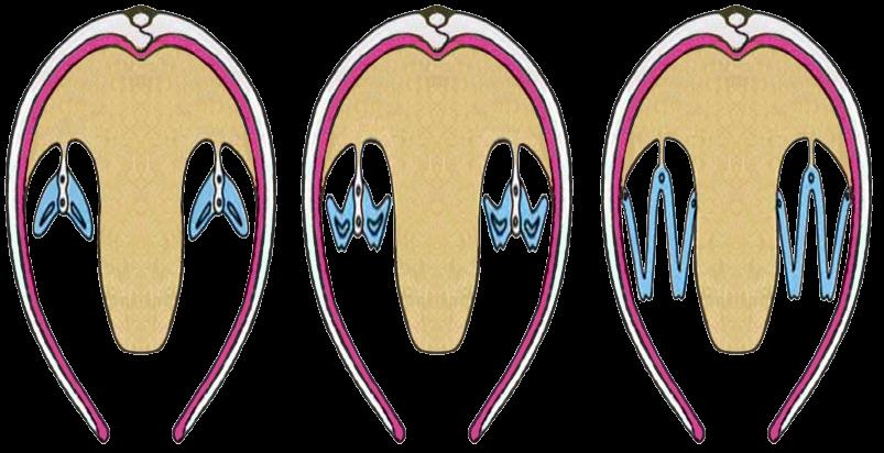 BIVALVIA MAŁŻE słodkowodne Dreissena rozdzielony syfon morska Neotrigonia z Australii słodkowodny Unio i jego pasożytnicze larwy Sphaerium wielokrotna inwazja wód