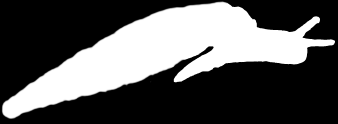 GASTROPODA CHIRALNOŚĆ muszli lądowa płucodyszna Clausilia wodna płucodyszna Physa anatomicznie lewoskrętny zatoczek Planorbarius z płaskospiralną muszlą wszystkie dzisiejsze ślimaki wywodzą się z