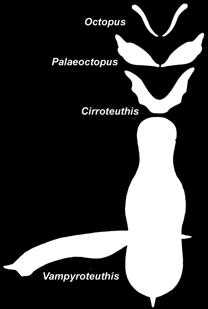 CEPHALOPODA OŚMIORNICE pełna redukcja muszli redukcja muszli Cirroteuthis z jednym rzędem przyssawek ramiona przejęły funkcje lokomotoryczne rudyment
