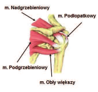 Ryc. 1 Kompleks barkowy [36]. Ryc.