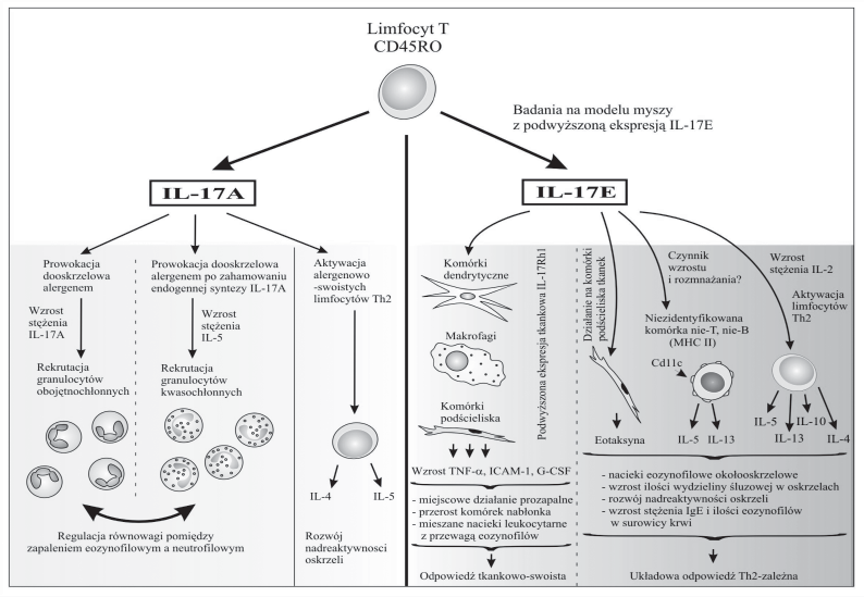 Interleukina 17 w chorobach alergicznych Rycina 1. Udział cytokin z rodziny IL-17 w rozwoju reakcji immunologicznych leżących u podłoża chorób alergicznych Figure 1.