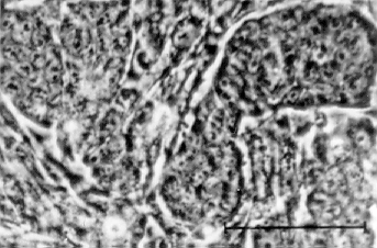 Days Embryonic stem (ESC) cells cultivated on feeder layer d0 Cultivation of ESC in hanging drops Formation of embryoid bodies d3 Transfer of embryoid bodies