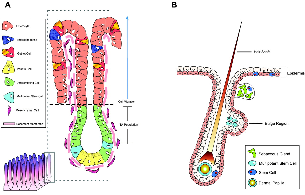 Figure 2. Rapidly renewing stem cell niches Rizvi, A. Z.