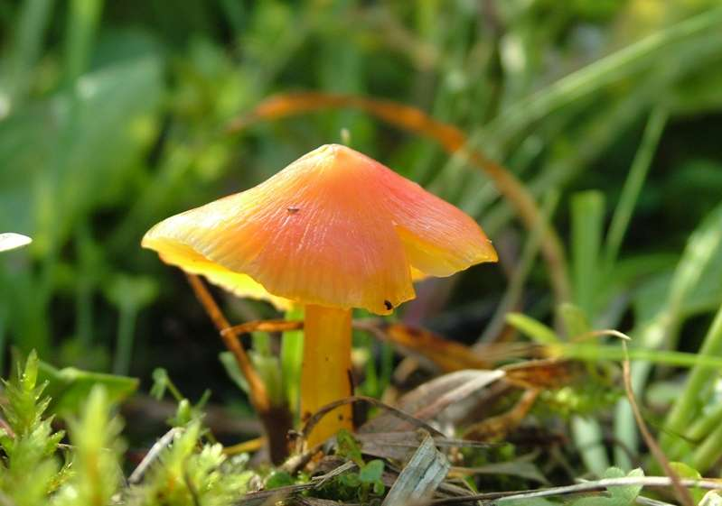 Hygrocybe