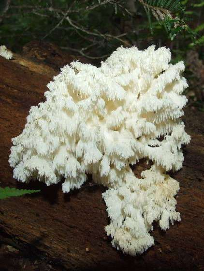 Fot. Grażyna Domian Hericium coralloides