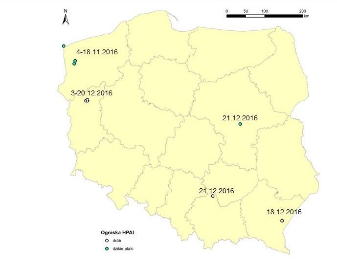 W ośmiu krajach potwierdzono obecność wirusa HPAI/H5N8 u drobiu: na Węgrzech, w Niemczech, Austrii, Szwecji, Danii, Holandii, Francji, i w Polsce. Ogółem zdiagnozowano ponad 160 ognisk tej choroby.