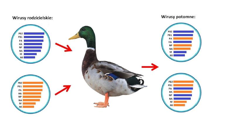 Mechanizm reasortacji genetycznej przedstawia poniższy schemat: Zagrożenie zdrowia człowieka Jak dotychczas nie stwierdzono na świecie ani jednego przypadku zakażenia wirusem HPAI/H5N8 u człowieka i