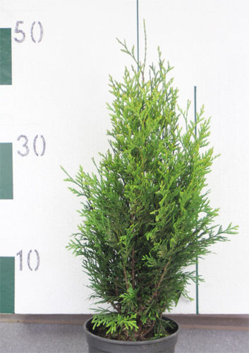 Thuja plicata 'Kórnik' 125-150 5907799054908 125-150 471 Polska, stożkowa forma o dosyć silnym wzroście, osiągająca w wieku 10 lat 2,5 3 m wys.