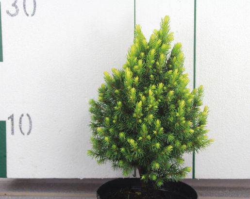 Juniperus pfitzeriana 'Old Gold' 5907799050498 165 Krzew o niskim, rozłożystym pokroju oraz powolnym wzroście, osiągający po 10 latach 0,4 m wys. przy średnicy 1 m.