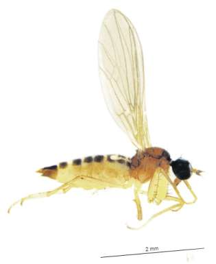 Ryc. 1-2. Chelipoda vocatoria (FALLÉN) - samiec i samica Fig. 1-2. Chelipoda vocatoria (FALLÉN) - male & female Phyllodromia melanocephala (FABRICIUS, 1794) Materiał: 8 okazów (6, 2 ) Tatry Wysokie: Białka, 990 m n.