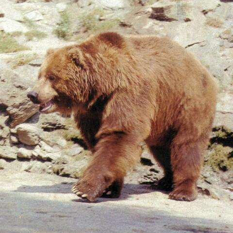 Niedźwiedź brunatny Niedźwiedź brunatny zamieszkiwał niegdyś całą Europę, północną część Azji i Amerykę Północną, a także Bliski Wschód i północną Afrykę.