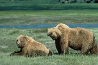 Grizzly i kodiak, podgatunki niedźwiedzia brunatnego