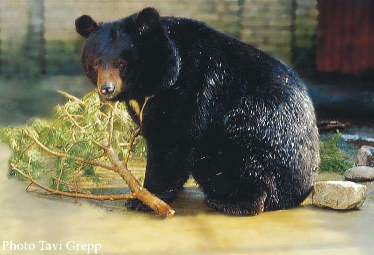 Czarno ubarwione niedźwiedzie Niedźwiedż amerykański (baribal) Niedźwiedź himalajski