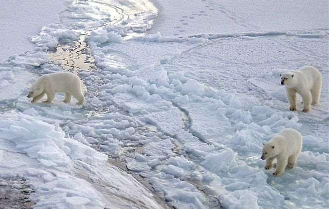 Niedźwiedź polarny Zamieszkuje całą strefę wokół bieguna północnego. Konkuruje z kodiakiem o miano największego żyjącego drapieżnika.