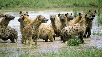 Rodzina hienowate Protel (Pd. i wsch. Afryka) Hiena cętkowana (afrykańskie sawanny) Hiena pręgowana (pustynie pn. I wsch Afryki, liski i Środkowy Wschód, Indie Hiena brunatna (Pd.