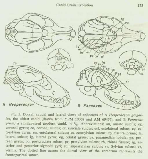 Porównanie mózgów kopalnego i obecnie żyjącego gatunku psowatych Ciężar ciała Hesperocyona był