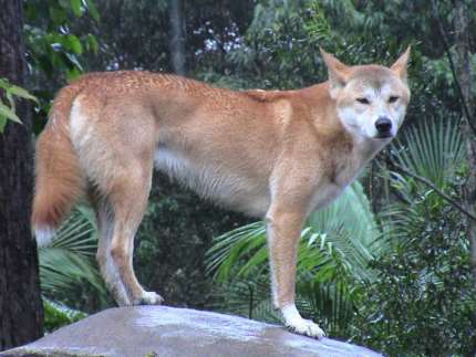 Od wilka do psa Wilk był pierwszym zwierzęciem udomowionym przez człowieka (ponad 14 tys. lat temu). Udomowienie nastąpiło prawdopodobnie w pólnocnych Chinach.