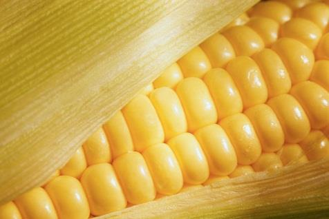 Zużycie kukurydzy w UE w sezonie 2015/16 ma przewyższać produkcję aż o 20 mln t Szacunek KE za Prognoza KE na 2015/16 (mln t) 2013/14 2014/15 24.