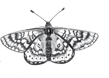 Przegląd Przyrodniczy XXVII, 2 (2016): 63-79 Sławomir Mielczarek Motyle dzienne (Lepidoptera: Hesperioidea, Papilionoidea) okolic Konina (Wielkopolska) Diurnal butterflies (Lepidoptera: Hesperioidea,