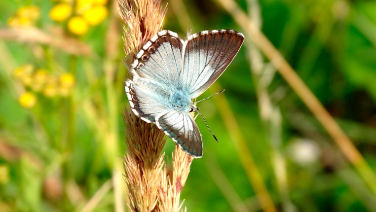 Przegląd Przyrodniczy XXVII, 2 (2016) Fot. 5. Modraszek korydon Polyommatus coridon, Gosławice (CC09),17. 07. 2014 (fot. S. Mielczarek). Photo 5.